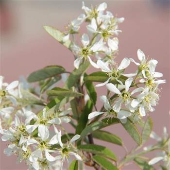 Amelanchier lamarckii