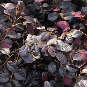 Loropetalum 'Black Pearl' 10 litrů