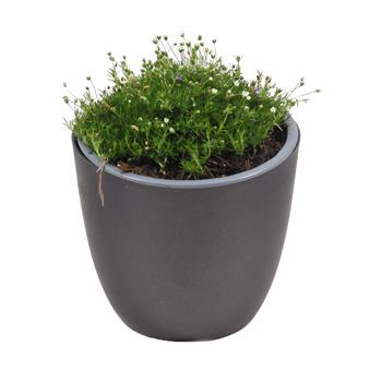 Úrazník šípovitý květináč 12cm