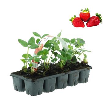 Jahodník EXCLUSIVE jednouplodící Salsa 10pack