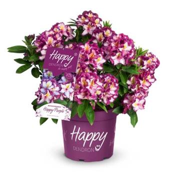 Pěnišník Easydendron Happy Dendron Pushy Purple květináč 5 litrů, výška 40/50cm, keř