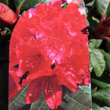 Pěnišník plazivý  Scarlet Wonder květináč 2 litry, výška 20/25cm, keř
