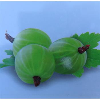 Angrešt Hinnonmekei Green květináč 2 litry, keř, bílý