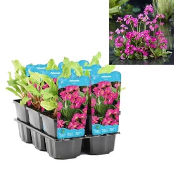 Prvosenka růžová květináč 9cm