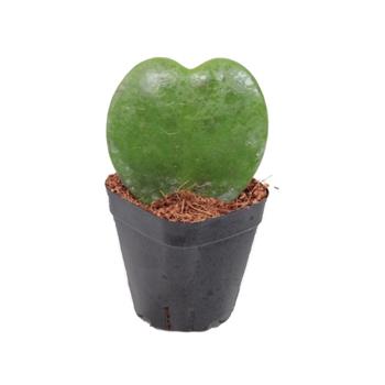 Voskovka Kerrii květináč 6cm