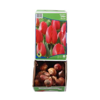 Tulipán Parade 10ks