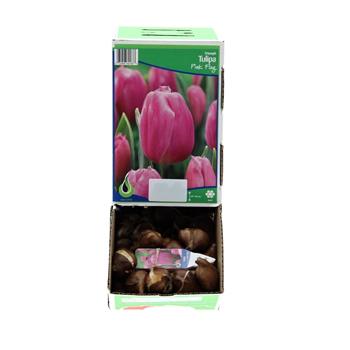 Tulipán Pink Flag 10ks