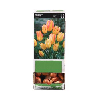 Tulipán Antoinette 5ks
