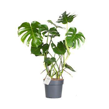 Monstera skvostná květináč 24cm