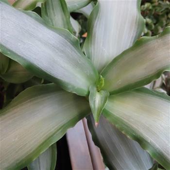 Murdania loriformis P12