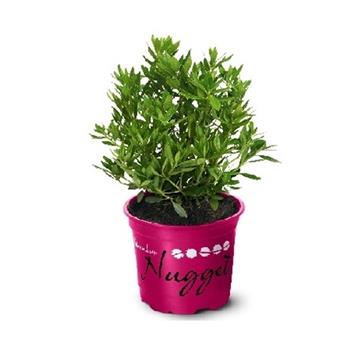 Pěnišník Nugget by Bloombux Magenta® květináč 11cm, výška 10/15cm, keř