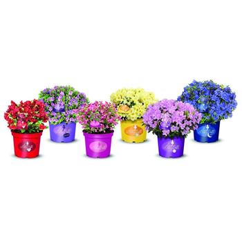 Pěnišník Lilly Bell MIX květináč 3 litry, výška 25/30cm, keř