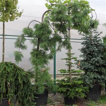 Borovice malokvětá Glauca květináč 130 litrů, výška 280/320cm, převislá forma, větve od spodu, str