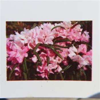 Pěnišník jakušimský Fuju-Kaku-no-matsu květináč 5 litrů, výška 25/30cm, keř