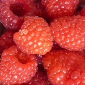 Maliník Glen Ample květináč 5 litrů, jednouplodící