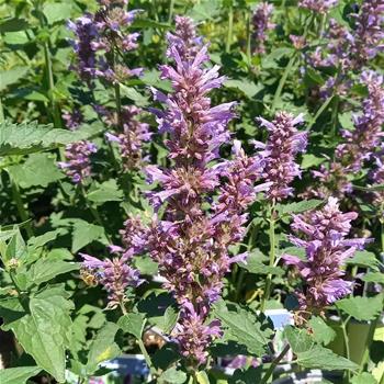 Agastache Blue Boa 3 litry