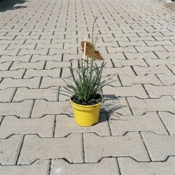 Kraspedie kulovitá květináč 13cm