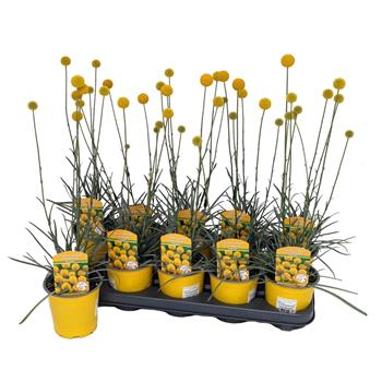 Kraspedie kulovitá květináč 13cm