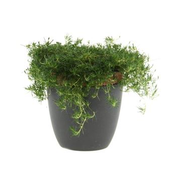 Úrazník šípovitý Moss Green květináč 12cm