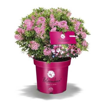 Pěnišník Bloombux Magenta květináč 5 litrů, keř