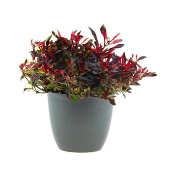 Plevuňka květináč 13cm