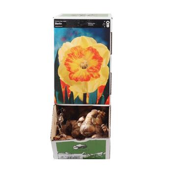 Narcis Berlin 5ks