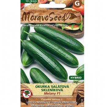 Okurka salátová MELANY F1 skleníková, partenokarpická (MS)