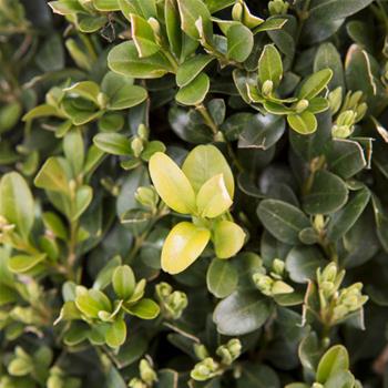 Zimostráz vždyzelený Arborescens koule 40/45cm, 12 litrů