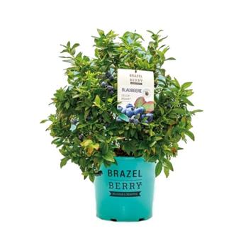 Borůvka BrazelBerry Jelly Bean výška 25/30cm, 4,5 litru