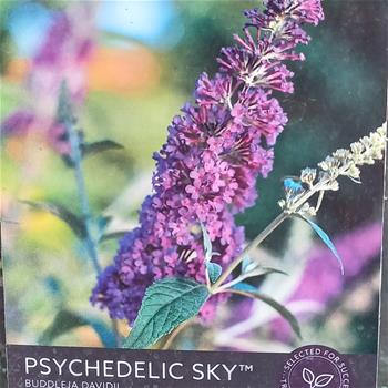 Komule Davidova Psychedelic Sky květináč 3,5 litru