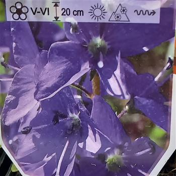 Rozrazil rakouský Royal Blue květináč 9cm