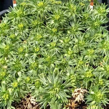 Azorela třídílná Minima květináč 9cm