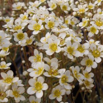 Lomikámen vždyživý Minutifolia květináč 9cm