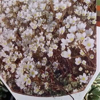 Lomikámen vždyživý Whitehill květináč 9cm