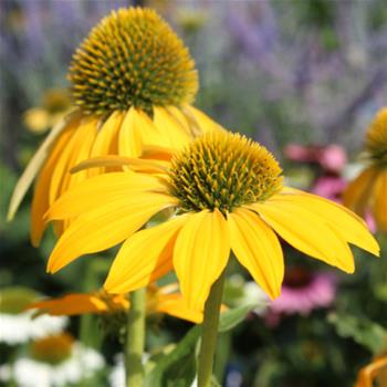 Třapatka nachová Prairie Blaze Golden Yellow 13cm