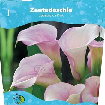 Kala, kornoutice Pink květináč 3 litry