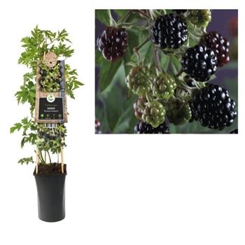 Ostružiník beztrnný Thornless Evergreen 2,25 litru