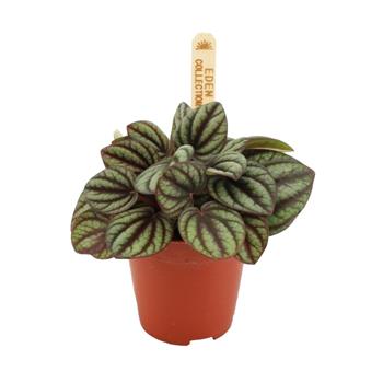 Pepřinec Piccolo Banda květináč 6cm