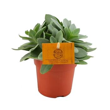 Starček Vesuvivus Flavours květináč 10,5cm