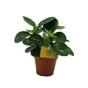 Pepřinec Red Canyon květináč 12cm