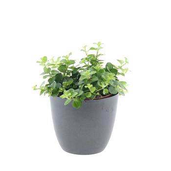 Pepřinec okrouhlolistý Rondo Venetiano květináč 12cm