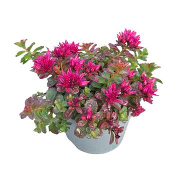 Rozchodník pochybný Spot on Deep Rose květináč 13cm