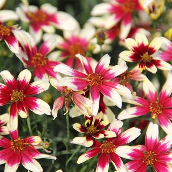 Krásnoočko přeslenité Sunstar Rose květniáč 12cm