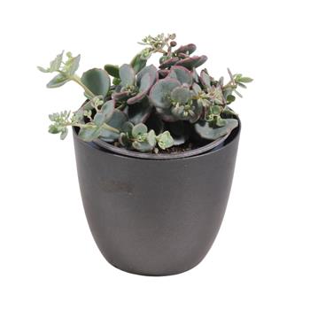 Rozchodník Sieboldův Bright Pink květináč 12cm