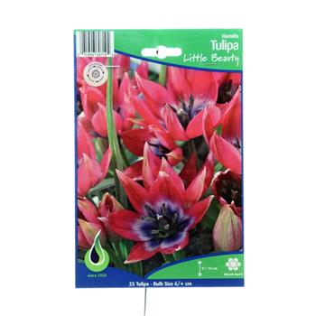 Tulipán Little Beauty 25ks