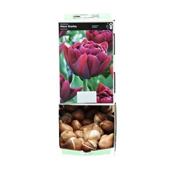 Tulipán Alison Bradley 10ks