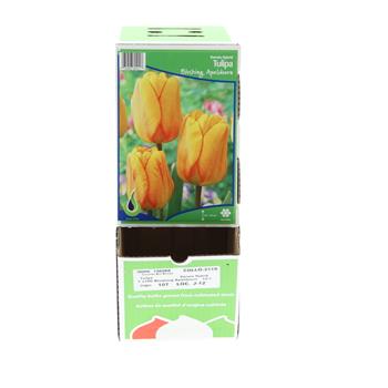 Tulipán Blushing Apeldoorn 10ks