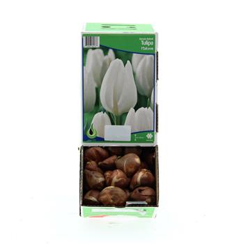 Tulipán Hakuun 10ks