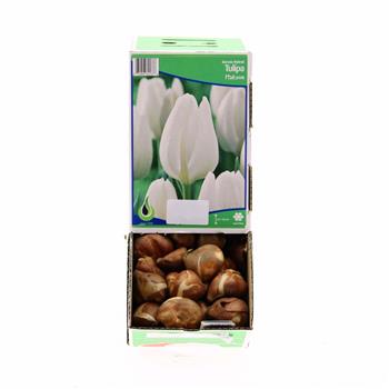 Tulipán Hakuun 10ks