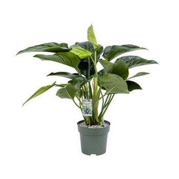 Filodendron Green Beauty hydroponický květináč 27cm